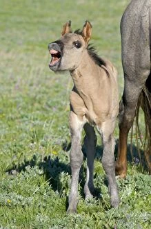 Images Dated 26th June 2010: Wild / Feral Horse - colt with mouth open - Western U. S. - Summer _D3C4783