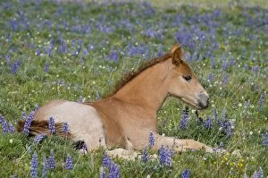 Wild Horse Reguge Collection: Wild / Feral Horse - colt resting among wildflowers - Western U. S. - Summer _D3C9723