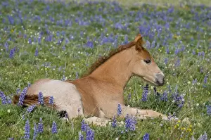 Rest Prints: Wild / Feral Horse - colt resting among wildflowers - Western U. S. - Summer _D3C9723