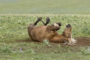 Images Dated 6th July 2010: Wild / Feral Horse - colt rolling on its back - Western U. S. - Summer _D2A5332