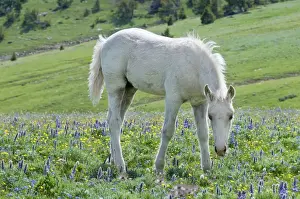 Subalpine Prints: Wild / Feral Horse - colt - Western U. S. - Summer _D3C6981