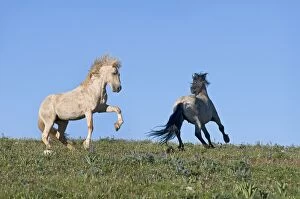 Wild Horse Reguge Collection: Wild / Feral Horse - dominance behavior between stallions - Western U. S. - Summer _D3C8667