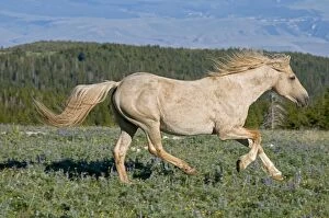 Images Dated 6th July 2010: Wild / Feral Horse - running - Western U. S. - Summer _D3C8682