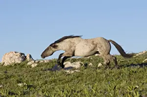 Wild / Feral Horse - stallion snaking (herding behavior) - Western U. S. - Summer _D3C8838
