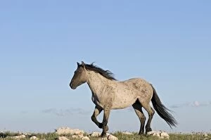 Wild Horse Reguge Collection: Wild / Feral Horse - stallion - Western U. S. - Summer _D3C8849