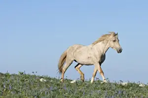 Wild / Feral Horse - Western U. S. - Summer _D2C8673