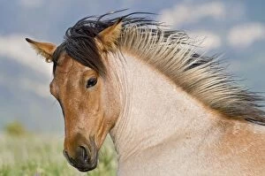 Images Dated 28th June 2010: Wild / Feral Horse - two year old mare - Western U. S. - Summer _D3C5471