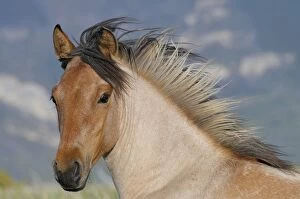 Horses Collection: Wild / Feral Horse - two year old mare - Western U.S. - Summer _D3C5494