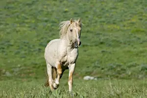 Wild Horse Reguge Prints: Wild / Feral Horse - young stallion running - Western U. S. - Summer _D2A4763