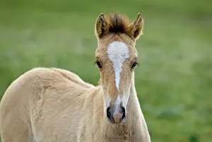 Wild / Feral Horses - colt - Western U. S. - Summer _D2A4620