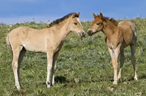 Wild / Feral Horses - colt - Western U. S. - Summer _D3C5605