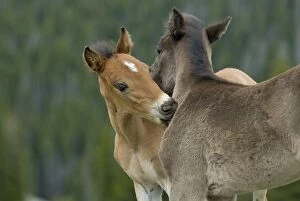 Images Dated 29th June 2010: Wild / Feral Horses - colt - Western U. S. - Summer _D2A4559