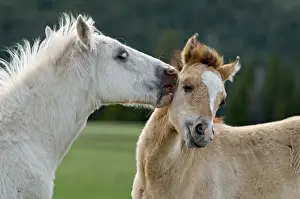 Wild / Feral Horses - colts - Western U. S. - Summer _D3C5735