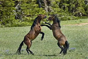 Wild Horse Reguge Prints: Wild / Feral Horses - dominance behavior between stallions - Western U