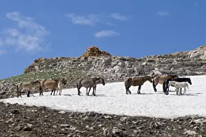 Wild / Feral Horses - Western U. S. - Summer _D3C6210