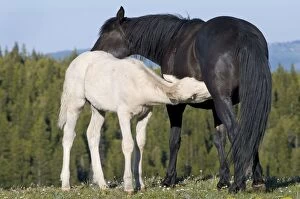 Images Dated 27th June 2010: Wild / Feral Horses - young feeding - Western U. S. - Summer _D3C5404