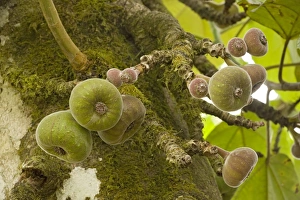 Images Dated 1st March 2006: A wild fig, in fruit