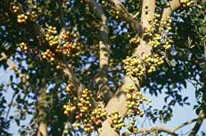 Images Dated 24th February 2006: Wild Fig Fruit Kruger National Park, South Africa