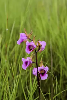 Wild Flower - Kalambo falls - Lake Tanganika - Tanzania - Africa