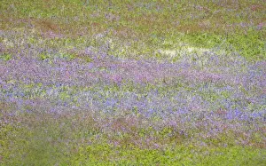 Soft Focus Prints: Wild flower meadow - Skomer - UK 007589