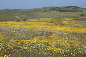 Images Dated 3rd April 2009: Wild Flowers - covering hill land in spring, Herdade de Sao Marcos Great Bustard Reseve and NP