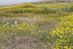 Cyrpus Prints: Wild flowers – Cyprus meadow Cyprus 004113