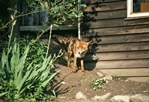 Images Dated 14th June 2004: Wild Fox On earth in suburban garden