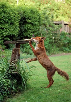 WILD FOX - Taking food from bird table