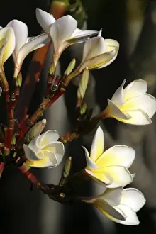 Mayotte Prints: Wild Frangipani / Pigeon-wood / Caterpillar Tree. Fam : Apocynaceae