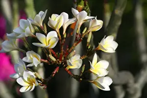 Wild Frangipani / Pigeon-wood / Caterpillar Tree family : Apocynaceae