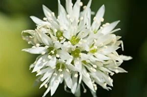 Images Dated 26th April 2011: Wild Garlic / Ransom