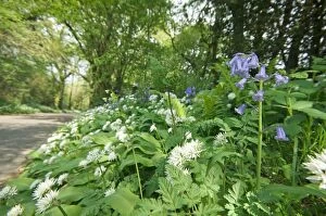 Images Dated 26th April 2011: Wild Garlic / Ransom covering a country lane