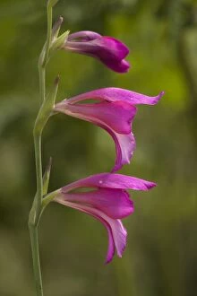Wild gladiolus, in the New Forest