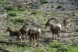 Images Dated 18th August 2009: Wild Goat - Cretan Wild Goat herd