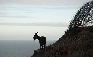 Wild Goat - Silhouette with sea in background