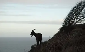 Feral Prints: Wild Goat - Silhouette with sea in background. Nant Gwertheryn, North Wales, UK