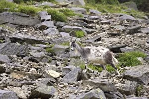 Wild Goats of Lynton - Valley of the Rocks