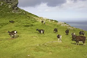 Wild Goats of Lynton Valley of the Rocks, Lynton, Exmoor National Park, Devon, UK MA000085