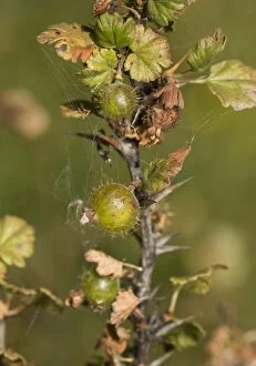Bushes Gallery: Wild Gooseberry in fruit late summer
