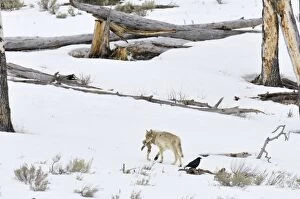 Images Dated 22nd April 2008: Wild Gray Wolf - carrying a piece of elk hide - late winter