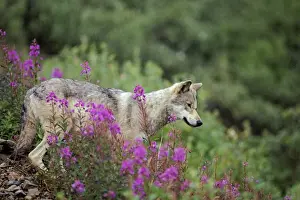 Wild Gray Wolf - among fireweed blossoms, Summer. Alaska MW138