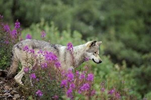 Images Dated 23rd February 1974: Wild Gray Wolf - among fireweed blossoms, Summer. Alaska MW138