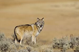 Images Dated 19th October 2010: Wild Grey Wolf - about 6 months old - Yellowstone National Park - Wyoming - USA _D3D3390