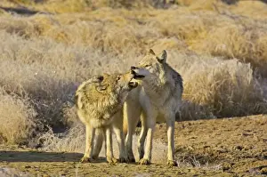 Yellowstone Prints: Wild Grey Wolf - approximately 6 month old pup on left playing with mother - Autumn - Greater Yellowstone Ecological