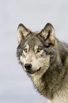 Stock Prints: Wild Grey Wolf - autumn - Greater Yellowstone Area - Wyoming - USA _C3C0069