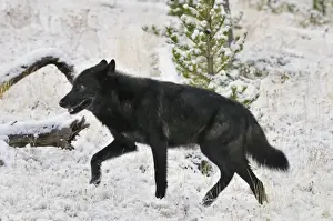 Stock Prints: Wild Grey Wolf - black color phase - walking in snow in autumn - Greater Yellowstone Area - Wyoming - USA _C3B9333