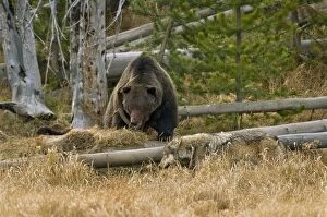Images Dated 19th October 2008: Wild Grey Wolf - and Grizzly Bear at wolf kill