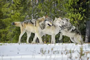 Wild Grey Wolf - in snow - approximately 6 month old pup showing submission /playfulness to adults (creamier wolf is his mother) - Greater Yellowstone - Ecological Area - Wyoming - USA - Autumn _C3B9840