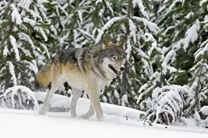 Stock Prints: Wild Grey Wolf - in snow - Yellowstone National Park - Wyoming - USA _D3D3575