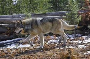 Images Dated 24th October 2008: Wild Grey Wolf - traveling through territory - in snow - Autumn - Greater Yellowstone Ecological